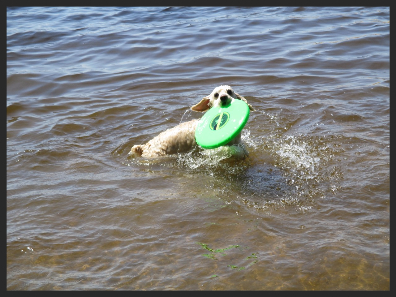 Frisby at Riverlake